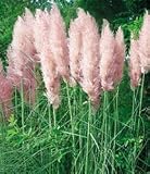 from Haddons PAMPAS GRASS - Pink Feather - 50 SEEDS PERENNIAL