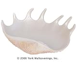 Seashell Soap Dish