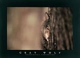 Gray Wolf by Jim Brandenburg. Size 17.50 X 27.00 Art Poster Print