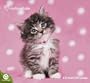 Rachael Hale Cats 2010 Wall Calendar