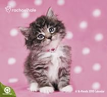 Rachael Hale Cats 2010 Wall Calendar