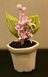 Miniature Artisan Planter with Lavender Flowers