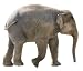 Isolated Young African Elephant on White Background. - 24