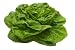 Butterhead Lettuce W/ Path - 72