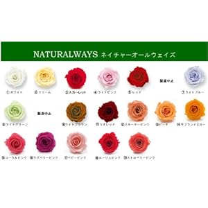 【クリックでお店のこの商品のページへ】ネイチャーオールウェイズ社製プロフィータスタンダードローズ [クリーム]1輪10％オフ 【プリザーブドフラワー】【バラ】【単品】【花材】