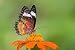 Butterfly Gargen 1 - 24