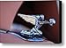 1936 Packard Hood Ornament Canvas Print / Canvas Art - Artist Jill Reger