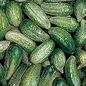 Cucumber Homemade Pickles Seeds 100 Seeds