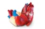 Learning Resources Cross Section Human Heart Model