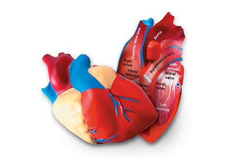 Childrens Toyshop  Toys : Learning Resources Cross Section Human Heart Model