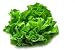 Butterhead Lettuce 2 - 24