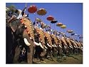 The Great Elephant March, Trissur, Kerala, India Photographic Poster Print by David Ball, 16x12