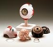 Human Eye Model Item #: JS6513