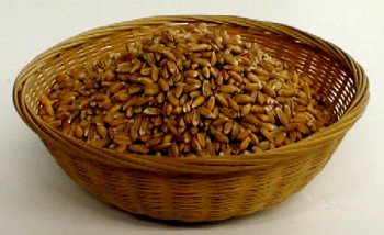 Organic Sprouting Seeds - Spelt by The Sprout House