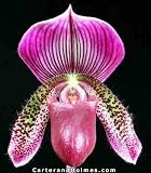Paph. (Makuli x ciliolare) x Paph. superbiens (photo)