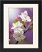 Framed Prints of Apple (Malus domestica) from Science Photo Library