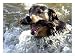 Summer a Labrador Retriever-Rottweiler Crossbreed Swims Photographic Print, 16 x 12