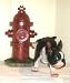 boston terrier - Peeing Pissing Boston Terrier With Large Fire Hydrant Lawn Garden Decor Dog Statue Indoor Outdoor