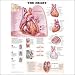 The The Heart Anatomical Chart