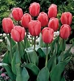 12 Darwin 'Pink Impression' Tulip Flower Bulbs