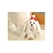   - Maltese