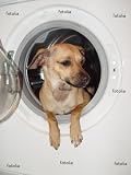 Wallmonkeys Peel and Stick Wall Graphic - Dog in Washing Machine - 18