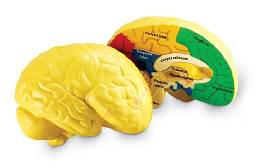 Childrens Toyshop  Toys : Learning Resources Cross Section Human Brain Model