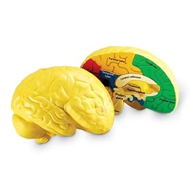 Learning Resources Cross Section Human Brain Model
