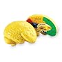 Learning Resources Cross Section Human Brain Model