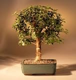 Baby Jade Bonsai Tree - Medium.Portulacaria Afra