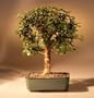 Baby Jade Bonsai Tree - Medium.Portulacaria Afra