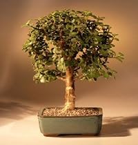 Baby Jade Bonsai Tree - Medium.Portulacaria Afra