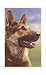 German Shepherd Head Art Poster Print, 11x17