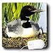 Birds - Loon Duck - Mouse Pads