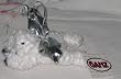 Ganz Christmas Plush Winter Ornament Flying Angel Bears - Silver Lame Wings