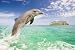 Dolphin Leaping by Unknown. Size 36.00 inches width by 24.00 inches height. High Qual...