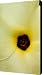 Blooming Okra Flower Canvas Print / Canvas Art - Artist Julia Hiebaum