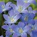 Bellflower Campanula