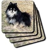 Dogs Pomeranian - Black and Tan Pomeranian - Coasters