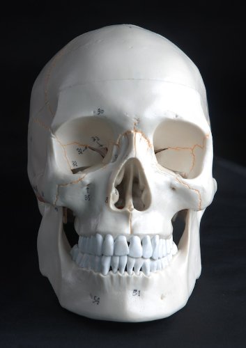 Anatomical Human Skull Model 3 part Numbered with Sutures Life Size