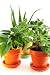 Assorted Green Houseplants in Pots Isolated on White Background - 72
