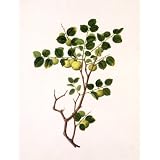 Botanical Illustration (Print On Demand)