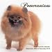 pomeranian5 - Pomeranians 2010 Wall Calendar