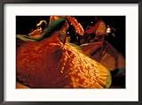 Colorful Details of Sega Dancers Skirt, Seychelles Collections Framed Photographic Poster Print by Nik Wheeler, 29x22