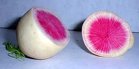 Childrens Toyshop  Outdoor Living : Watermelon Radish 75 Seeds - Remarkably sweet, Delicious