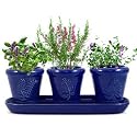 French Herb Garden