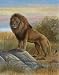Lion by Ron Jenkins. PLAQUE MOUNTED. 8.00 inches width by 8.30 inches height. Highest Quality Art Poster Print