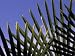 A Windmill Pine, Trachycarpus Fortunei, Against a Blue Sky Photographic Poster Print by Paul Daimien, 40x30