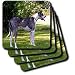 Dogs Great Dane - Blue Merle - Coasters