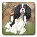 Dogs Cavalier King Charles Spaniel - Cavalier Spaniel - Light Switch Covers - double toggle switch